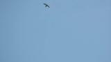Juvenile Eurasian Hobby soaring on migration