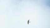 Common Kestrel in flight