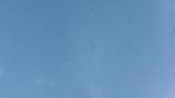 Pre-roosting behavior of Barn Swallows