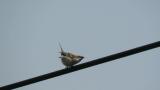Russet Sparrows forming a pair