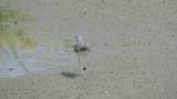 Common Greenshank, walking and foraging
