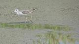 Common Greenshank, walking and foraging