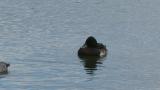 Baer's pochard, some preening
