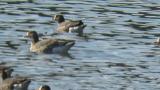 Lesser White-fronted Goose and Greater White-fronted Geese