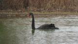 Black Swan