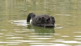 Black Swan, foraging?