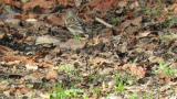 Pallas's Rosefinch, feeding
