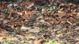 Pallas's Rosefinch, feeding