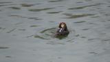 Preening Smew
