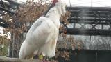 Preening Crested Ibis