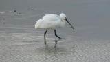 Walking Eurasian Spoonbill