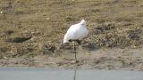 Resting Eurasian Spoonbill