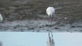 Walking Eurasian Spoonbill and then resting
