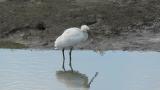 Preening Eurasian Spoonbill