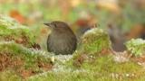 Japanese Accentor, feeding