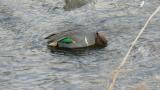 Foraging Green-Winged Teal