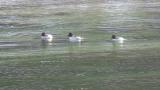 Female Common Goldeneyes