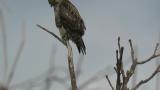 Perched Eastern Buzzard