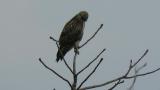 Perched Eastern Buzzard