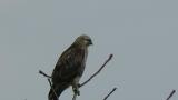 Perched Eastern Buzzard