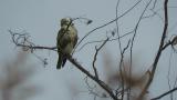 Perched Eastern Buzzard