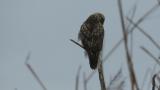 Perched Eastern Buzzard