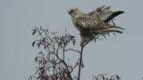 Perched Rough-legged Buzzard took flight