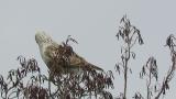 Perched Rough-legged Buzzard