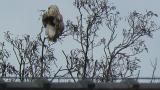 Perched Rough-legged Buzzard (back)