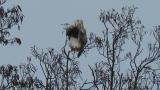 Perched Rough-legged Buzzard (back)