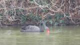Black Swan moving toward the feeder