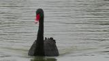Black Swan, close-up view
