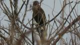 Perched Eastern Marsh Harrier, took flight at the end