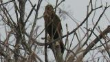 Perched Eastern Marsh Harrier