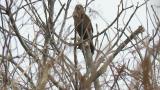 Perched Eastern Marsh Harrier, scratching