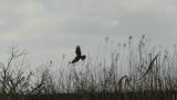 Eastern Marsh Harrier landed on a tree