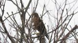 Perched Eastern Marsh Harrier, took flight at the end.