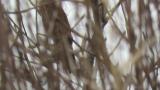 Perched Eastern Marsh Harrier calling
