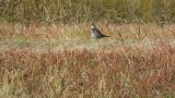 Dusky Thrush on the ground, calling