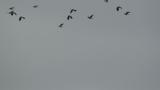 Flight of Northern Lapwings