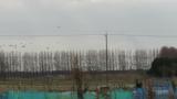 Flight of Northern Lapwings