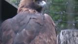Golden Eagle fluffed up