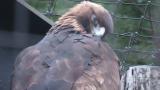 Golden Eagle, preening