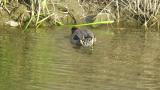 Foraging Green-Winged Teal and quick movement on the water