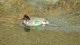 Green-Winged Teal moving on the water