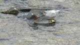 Foraging Green-Winged Teal with Eurasian Teal