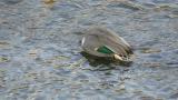 Foraging Green-Winged Teal with Eurasian Teal