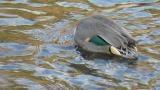 Foraging Green-Winged Teal