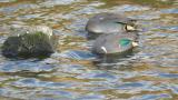 Foraging Green-Winged Teal with Eurasian Teal