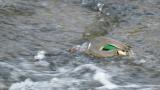 Foraging Green-Winged Teal in running water
